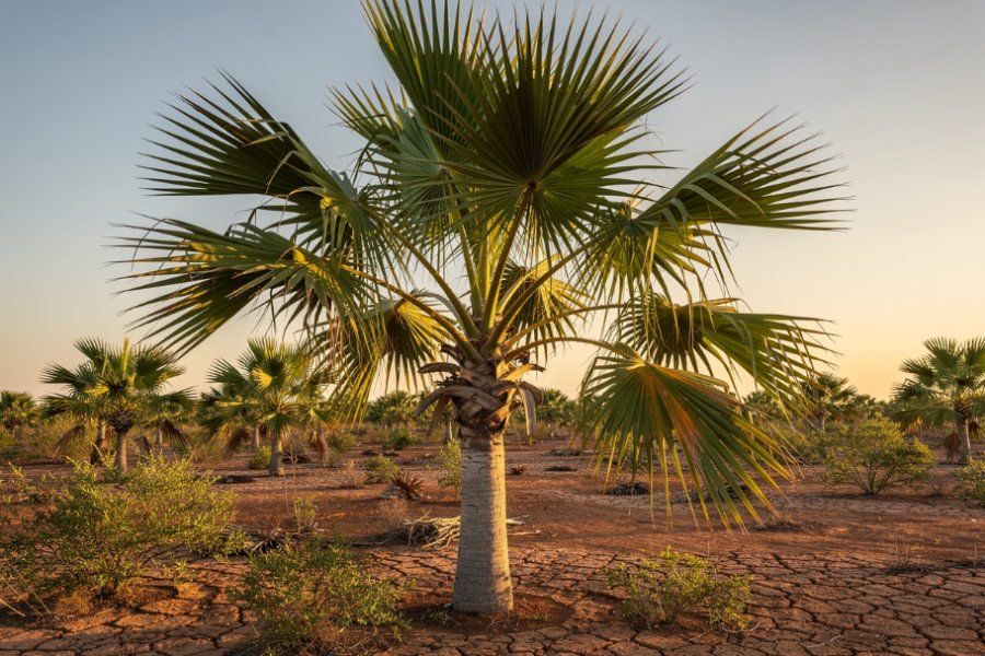 Carnauba Palm Tree: Uses, Products, and Wax